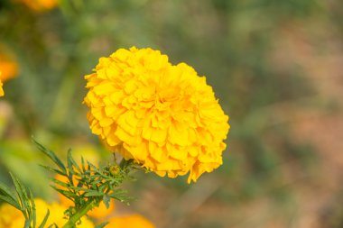 Bahçedeki kadife çiçeği..