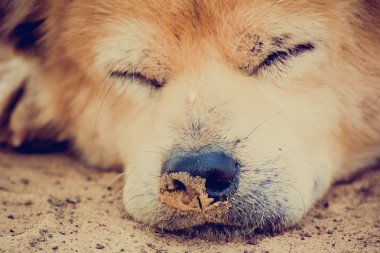 Uyuyan köpek rahatlatıcı