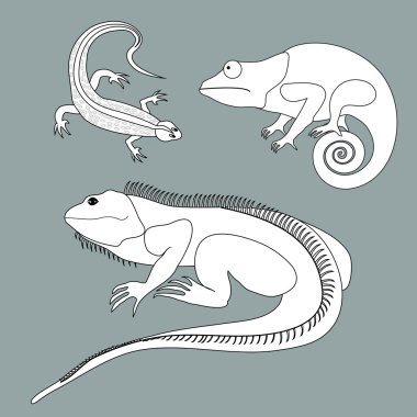 Kertenkele, bukalemun, siyah ve beyaz col iguana çizimi