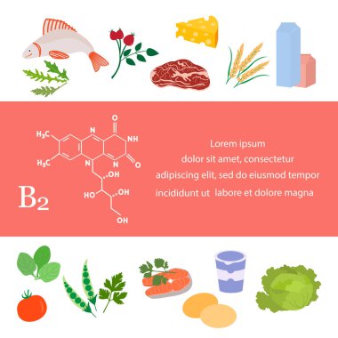 Vektör illüstrasyon B2 vitamini kaynakları. Vitaminlerle zenginleştirilmiş riboflavin içeren sağlıklı yiyecekler. Düzgün doğal beslenme, diyet organik ürünler. Süt ürünleri Et Yeşiller Sebze Balık Peyniri