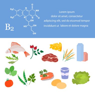 Vektör illüstrasyon B2 vitamini kaynakları. Vitaminlerle zenginleştirilmiş riboflavin içeren sağlıklı yiyecekler. Düzgün doğal beslenme, diyet organik ürünler. Süt ürünleri Et Yeşiller Sebze Balık Peyniri