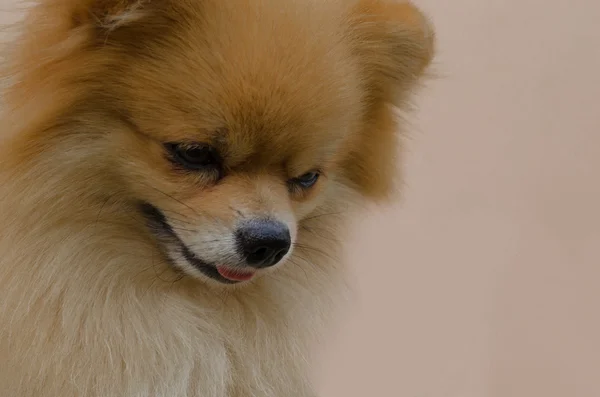 ポメラニアン犬のクローズ アップ — ストック写真