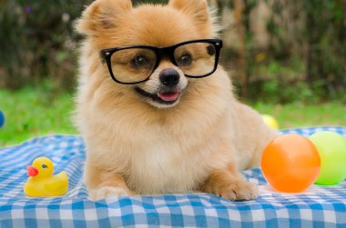 Çimenlerin üzerinde oturan bir Pomeranian köpek closeup