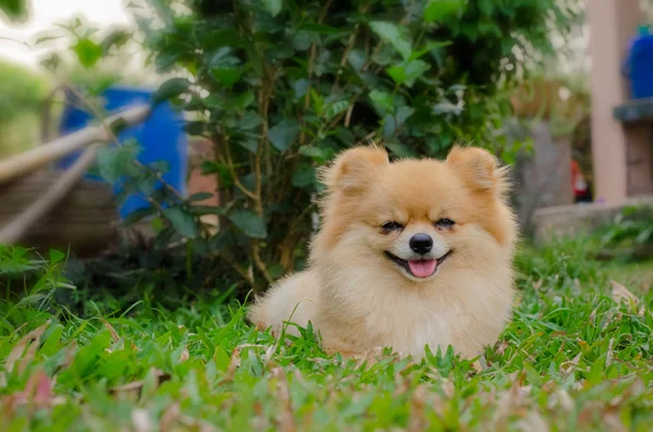 Pommeren hond zittend op het gras — Stockfoto