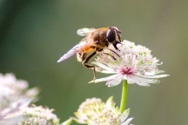 Çiçek üzerindeki bir arı
