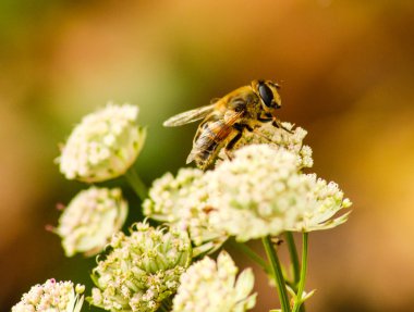 Çiçek üzerindeki bir arı