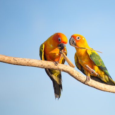 Yeşil kanatlı sarı tropik papağan