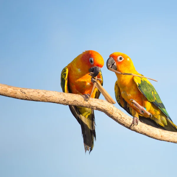 Tropical yellow parrot with green wings — Stock Photo, Image