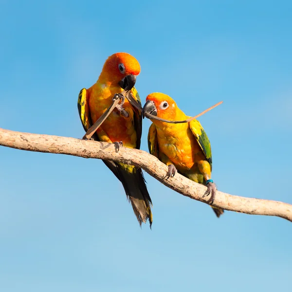Par av tropisk gul papegoja på en gren — Stockfoto