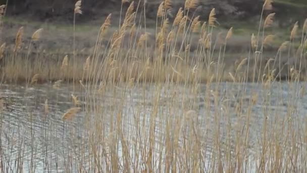 Naturaleza y hierba seca — Vídeo de stock