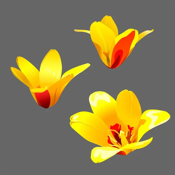 Fleurs de tulipes isolées . — Image vectorielle