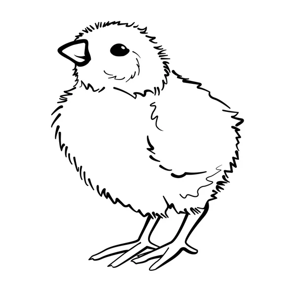 Pequeño pollo esponjoso . — Vector de stock