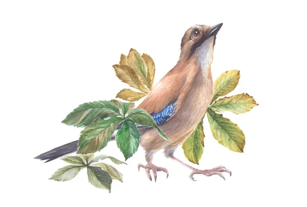 Акварельна Ілюстрація Листям Птахів Каштанів — стокове фото
