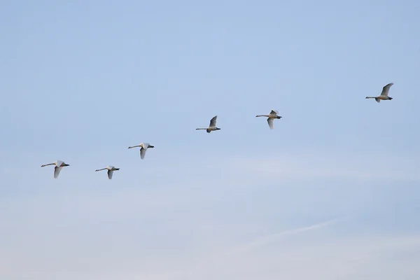 Ötücü Kuğu uçan oluşumunda