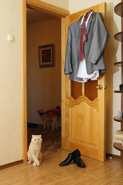 kedi beyaz arkaplanda izole edildi