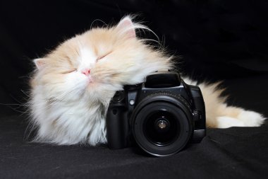 Kedi ve fotoğraf kamera