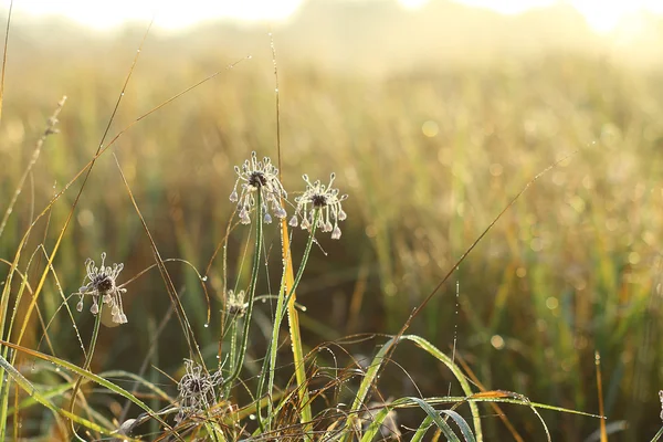 Şafakta çiğ damlaları ile yabani sarımsak