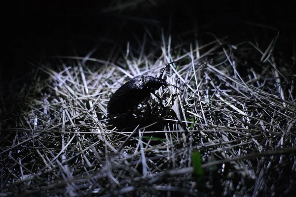 Siyah bıyıklı böceği