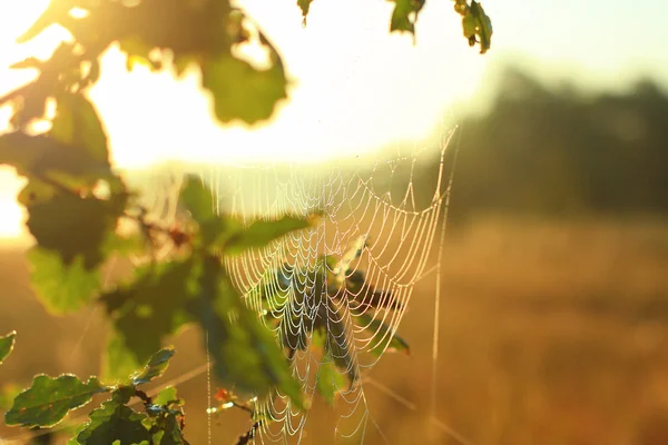 sunrise, örümcek ağı.