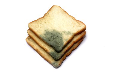 white bread with mold isolated on white background, good for article or commercial