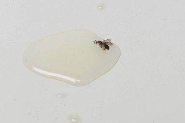 Uçan karıncalar su birikintisinde kapana kısıldı