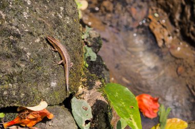 Bir kertenkele yosunlu bir kayanın üzerinde güneşleniyordu.