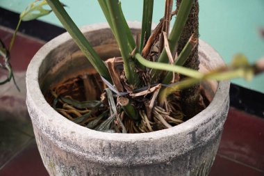 Kapalı alan bitkisinin tabanına odaklanmış detaylı bir çekim. Monstera ya da benzer tropikal türlere benzeyen bitki.