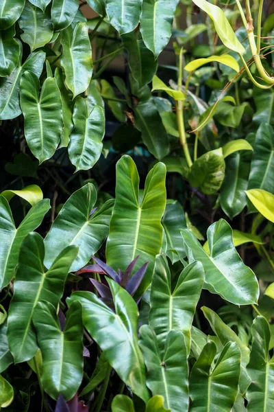 Yoğun Philodendron kümesi Burle Marx yaprakları