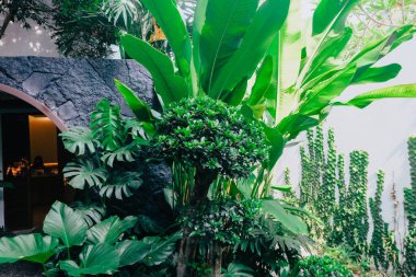 Berrak, yüksek açılı tropik bir avlunun görüntüsü.