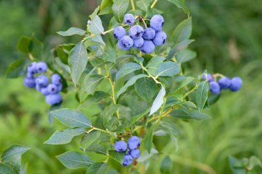 Bir sürü böğürtlenli Kanada yaban mersini çalısı detayı. Yaban mersini çalısı üzerinde olgun Kanada yaban mersini kümeleri. Vitamin ve sağlık destekleyici maddelerle dolu Aşı Corymbosum meyveleri.