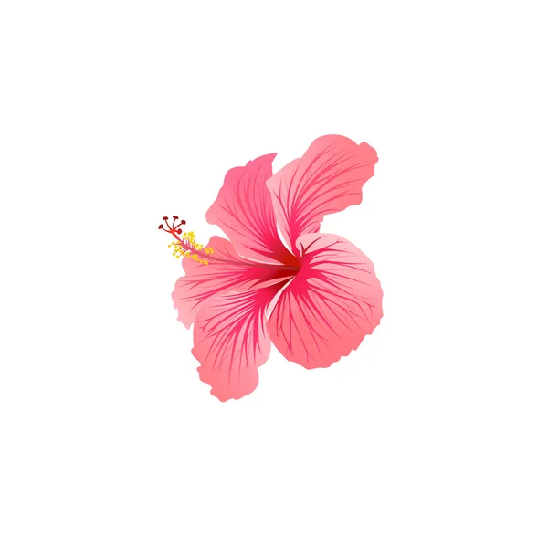 Beautiful blooming hibiscus — Stock Vector