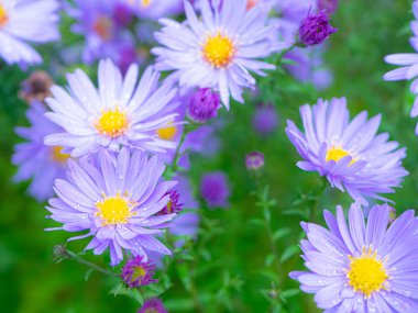 Senfoni sendromlu mor asterlerin ya da New England 'lı asterlerin çoğu hafif rüzgarda sallanıyor..