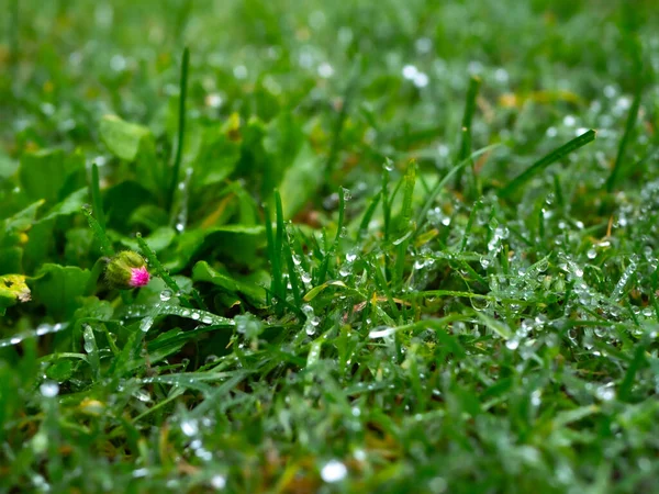 Krople Deszczu Zielonej Trawie — Zdjęcie stockowe