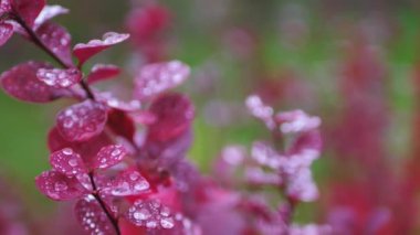 Barberry ve kırmızı yapraklar yağmur damlaları