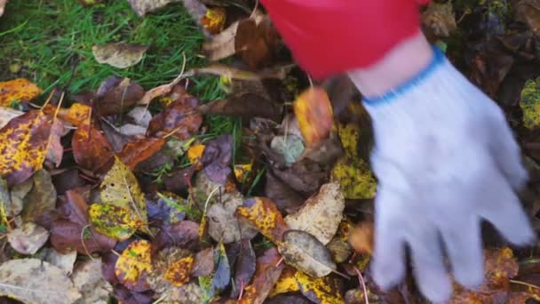 Feuilles Tombées Automne Mises Dans Sac Poubelle — Video