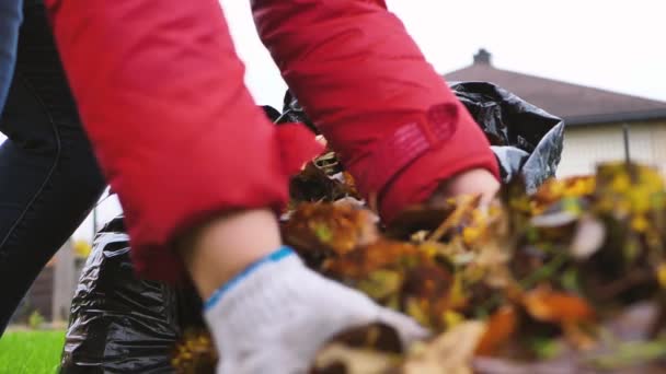 Outono Folhas Caídas Colocar Saco Lixo — Vídeo de Stock