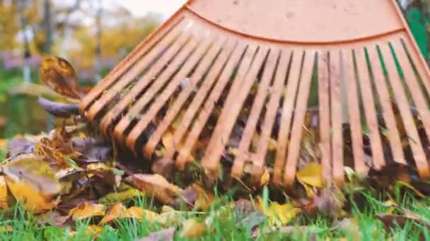 Verzamel Herfstbladeren Met Hark Werk Tuin — Stockvideo