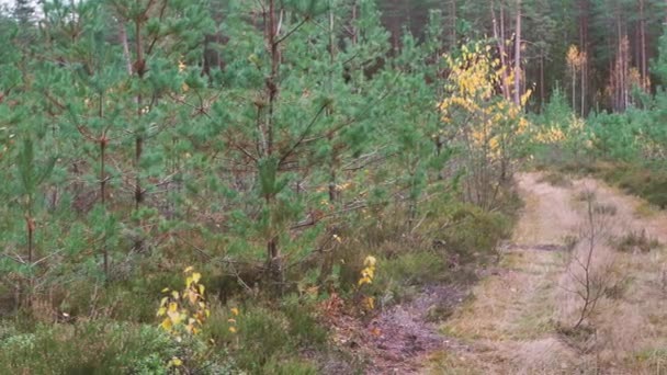 Viejo Camino Forestal Otoño — Vídeos de Stock