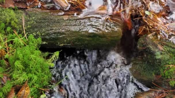 Een Prachtig Klein Bos Rivier Herfst — Stockvideo