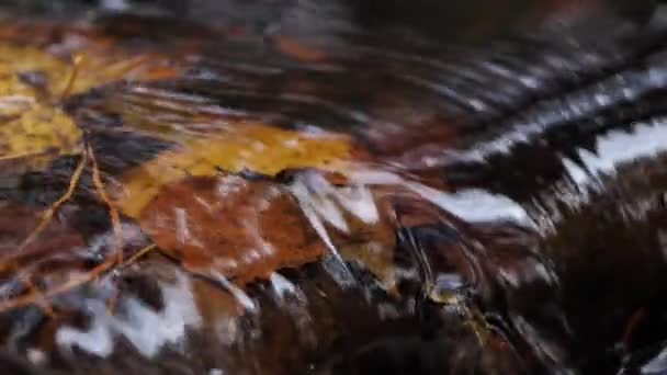 Hermoso Río Pequeño Bosque Otoño — Vídeos de Stock