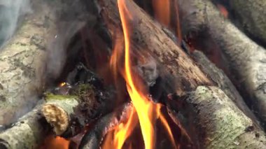 Sonbaharda ağaç dallarının şenlik ateşi