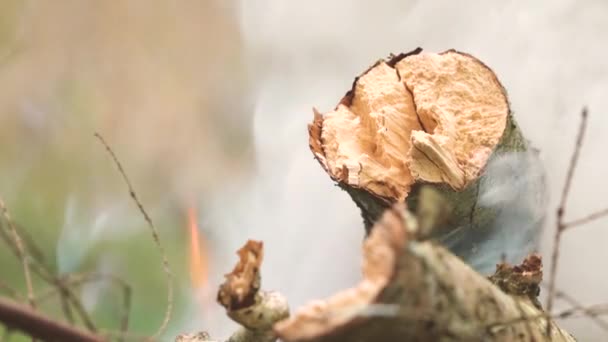 Oheň Větví Stromů Během Podzimu — Stock video