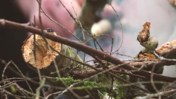 Een Vreugdevuur Van Boom Takken Tijdens Hoge Herfst — Stockvideo