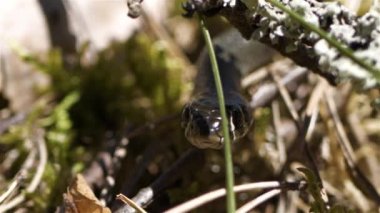 Çimen yılanı uyuyor, sırtında örümcek oturuyor.
