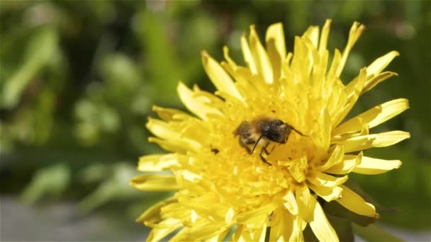 Včela Uklízí Knír Zatímco Sedí Pampelišce — Stock video