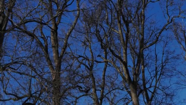 Árboles Sin Hojas Sobre Fondo Hermoso Cielo Azul — Vídeos de Stock