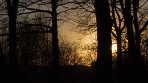 木々の暗いシルエットの後ろには 美しい太陽の光で夕日を見ることができます — ストック動画