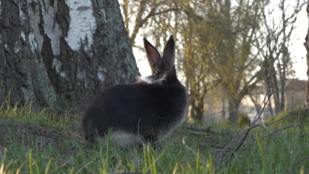 Dwarf Rabbit Sitting Birch Roots — Stock Video