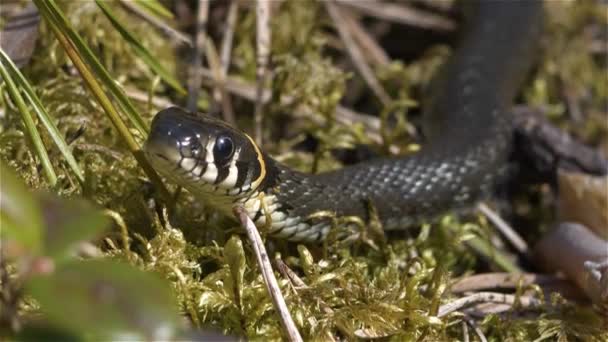 Grass Snake Sleeps Spider Sitting Her Back — Stock Video