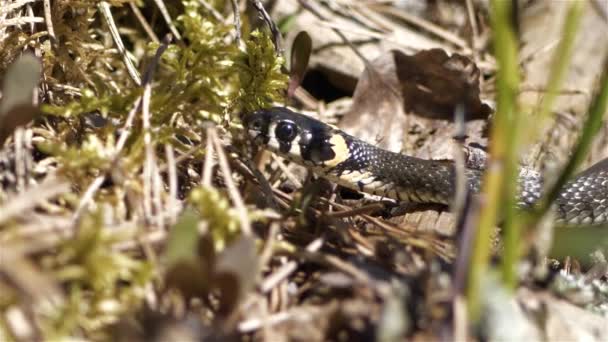 Serpiente Hierba Duerme Araña Sentada Espalda — Vídeos de Stock